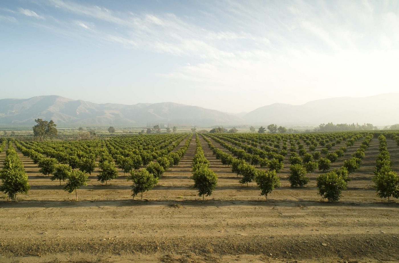 Young citrus grove in a Ventura County valley, mountains beyond