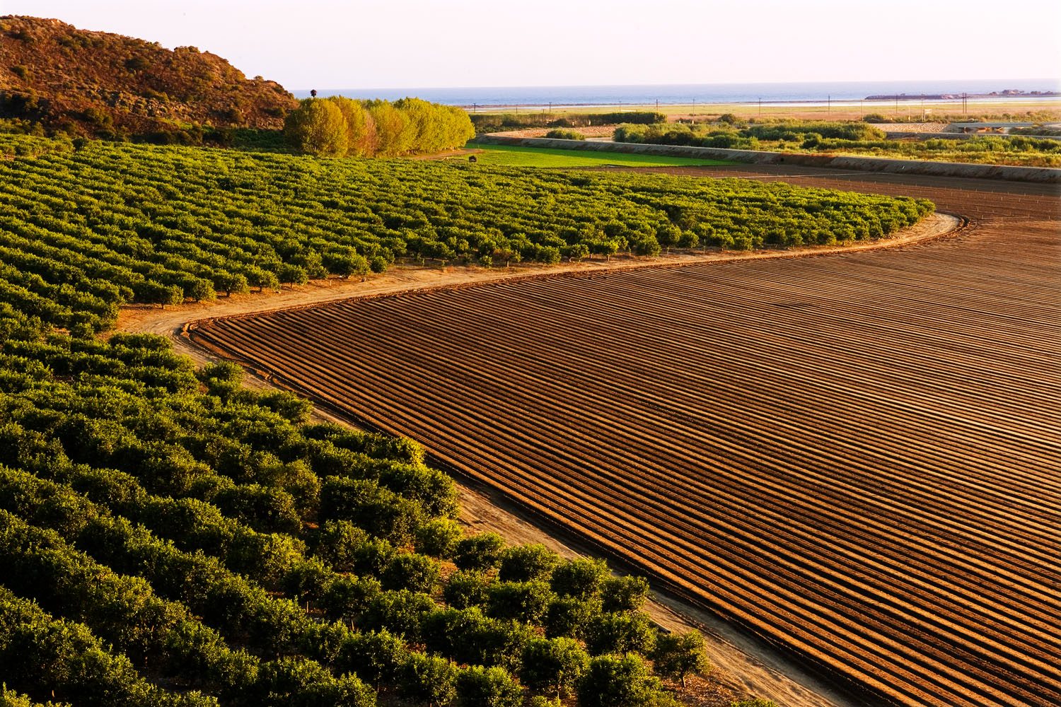 Citrus orchard meeting a freshly furrowed field, with the ocean beyond