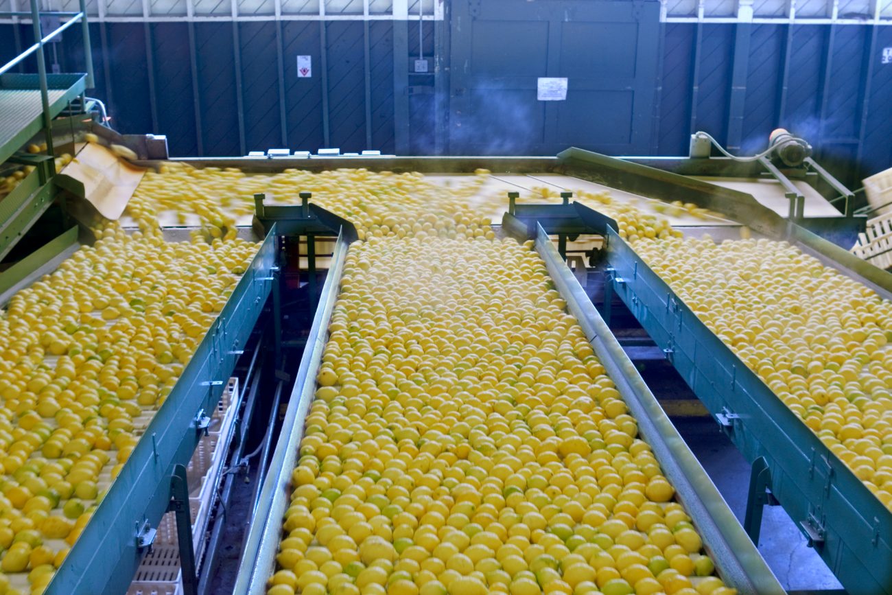 Ventura County lemons moving through a packinghouse sorting line